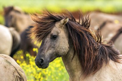 Cycling holiday Around the IJsselmeer Oostvaardersplassen