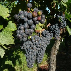 Wine grapes