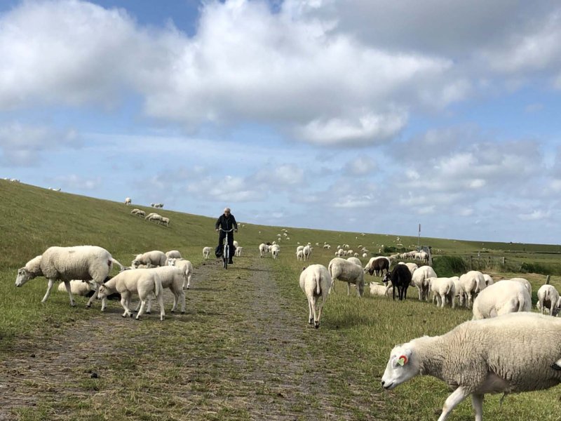 Terschelling