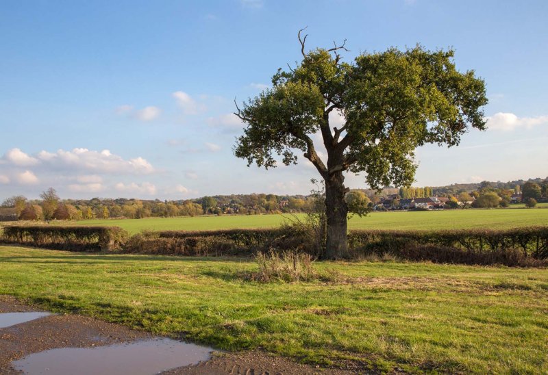 Hedge landscape