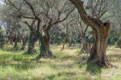 Chateau de villeneuve les avignon tavel