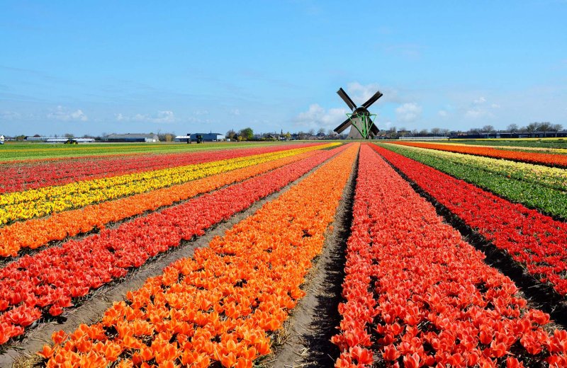 Holland tulp