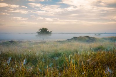 Dwingelerveld