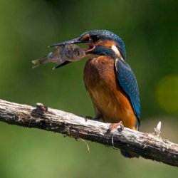 Kingfisher