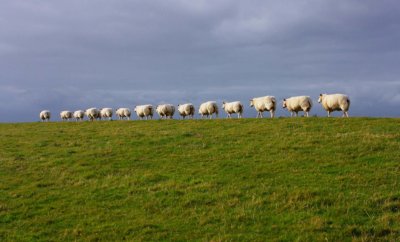 Ameland cycling holidays culinary