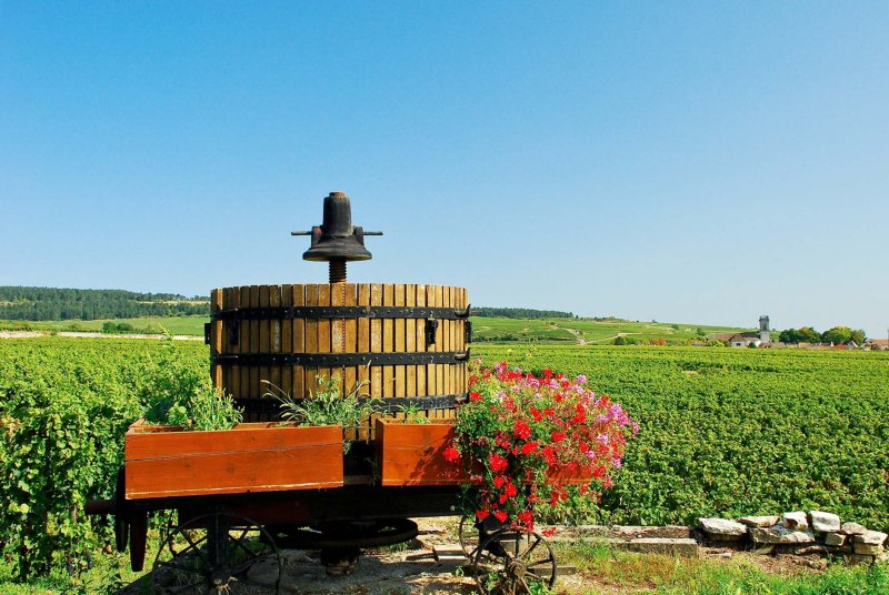 Wine Barrels Vineyard