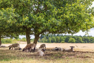 Odoorn drenthe cycling