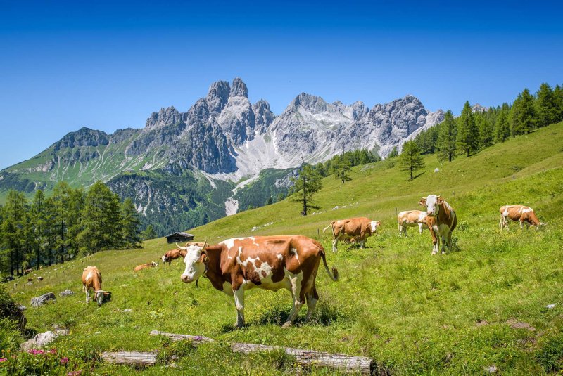 Alpe Adria from Salzburg to Villach day 1 alpine meadow