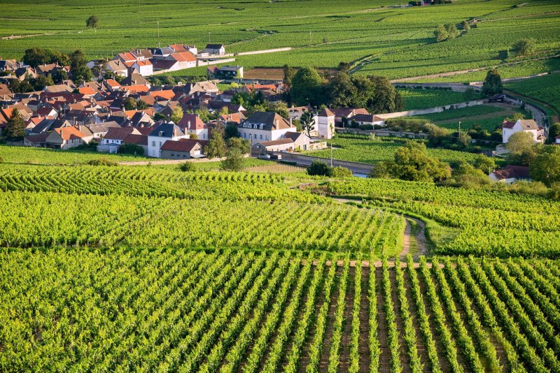 Vineyard Beaune