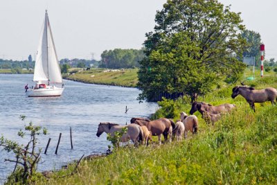 Stevensweert limburg