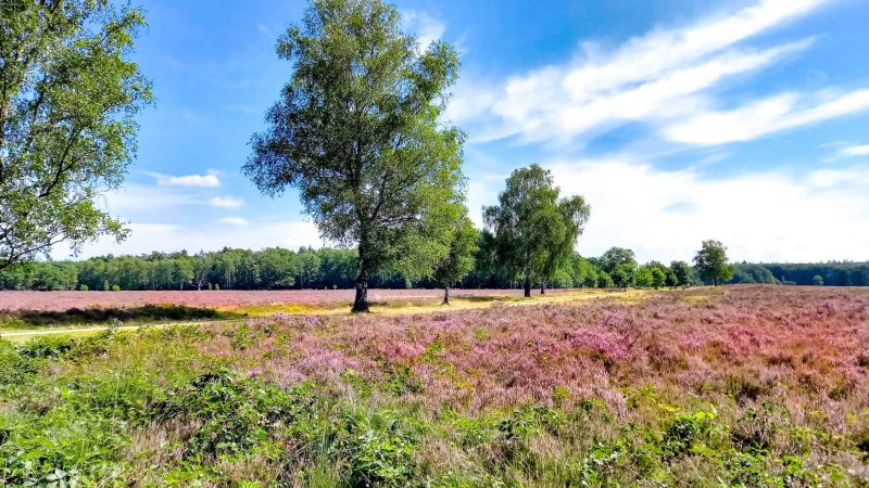 Veluwe