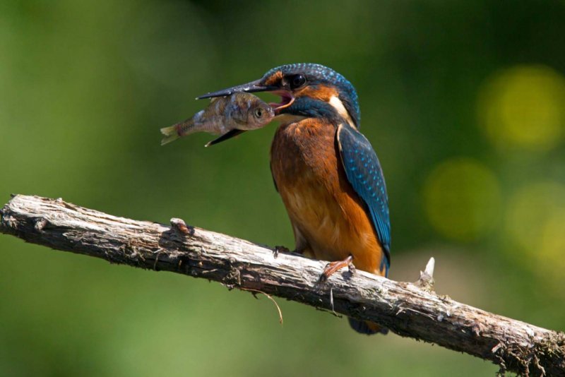 Ijsvogel Ijssel en Vecht